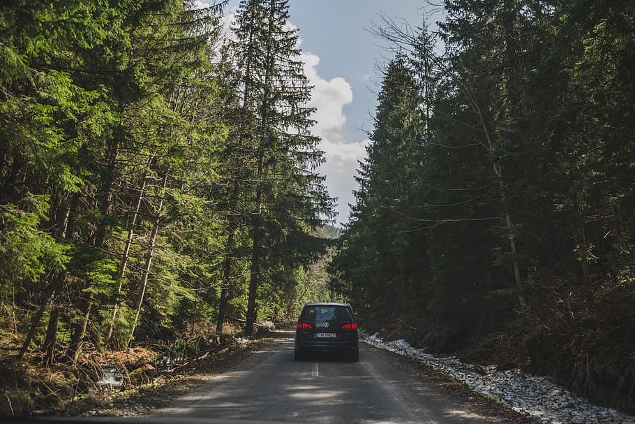 car, tree, vehicle, transportation, automobile, road, plant HD wallpaper
