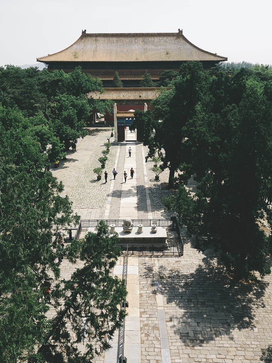 temple surrounded by trees, china, beijing, grey, ivy, flora HD wallpaper
