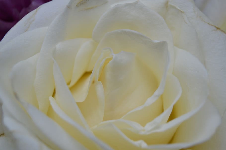 rose, white, bloom, blossom, nature, plant, love, garden, wedding HD wallpaper