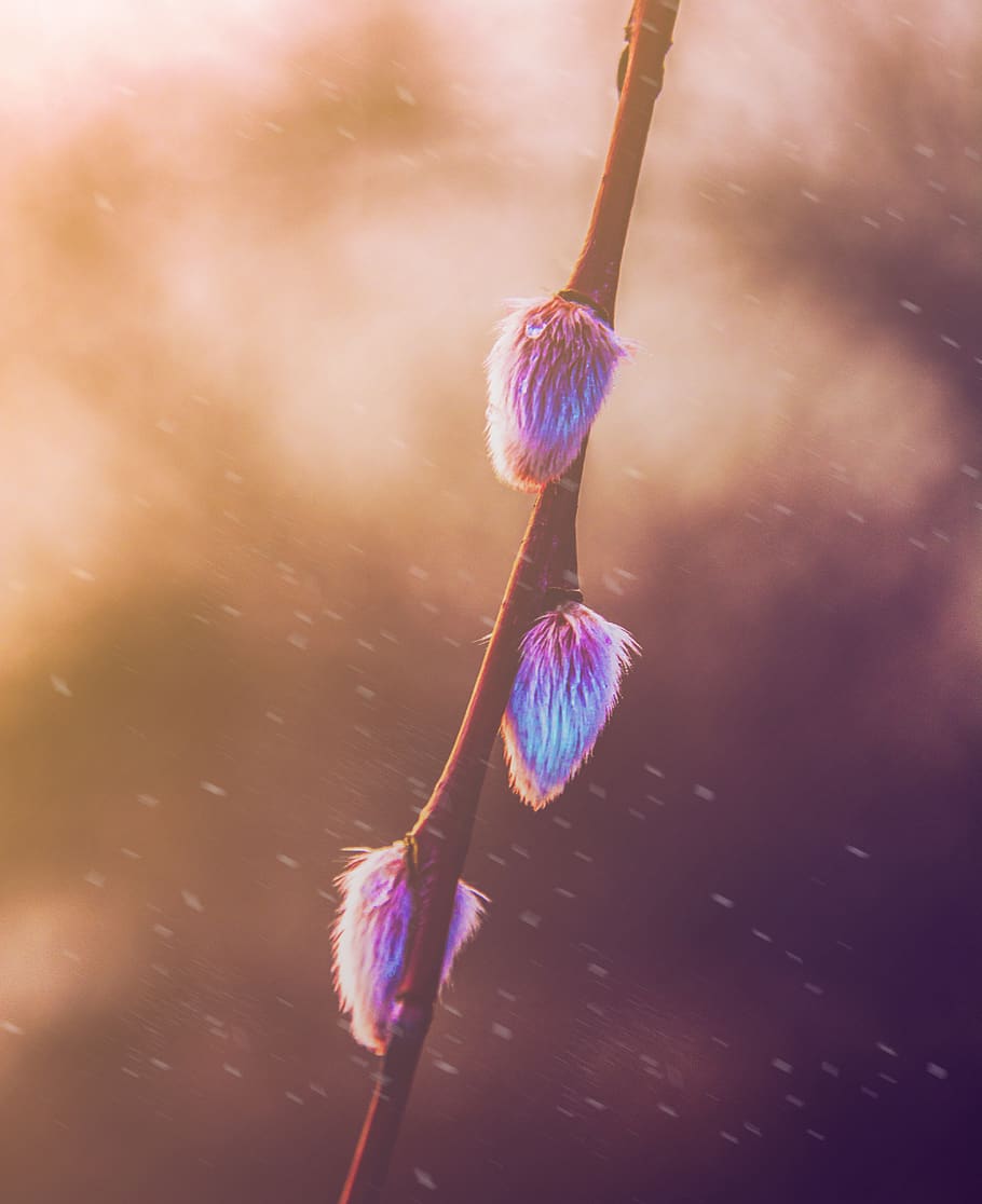 lithuania, macro, blossom, trees, winter, fairytale, soft, forest HD wallpaper
