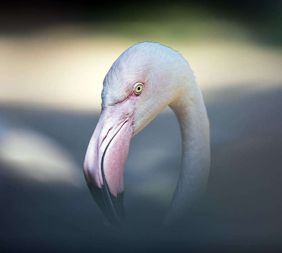 flamingo portrait, bird, animal, beak, eye, pink, zoo, crane bird HD wallpaper