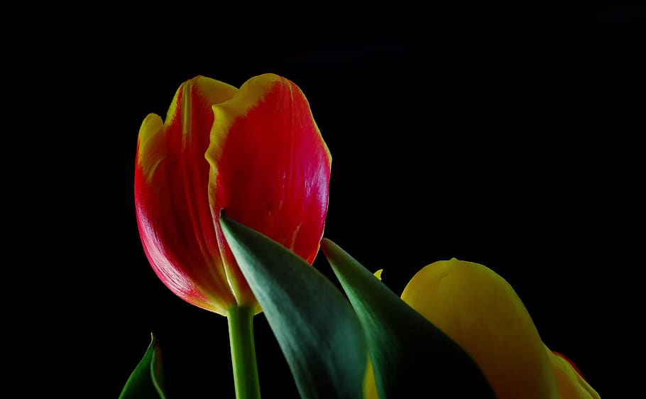 tulips, spring, flowers, flora, plant, spring flowers, bloom HD wallpaper