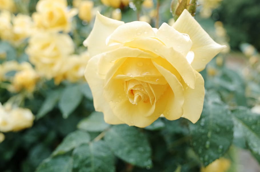 flower, roses, yellow roses, garden, natural, green leaf, language of flowers, HD wallpaper