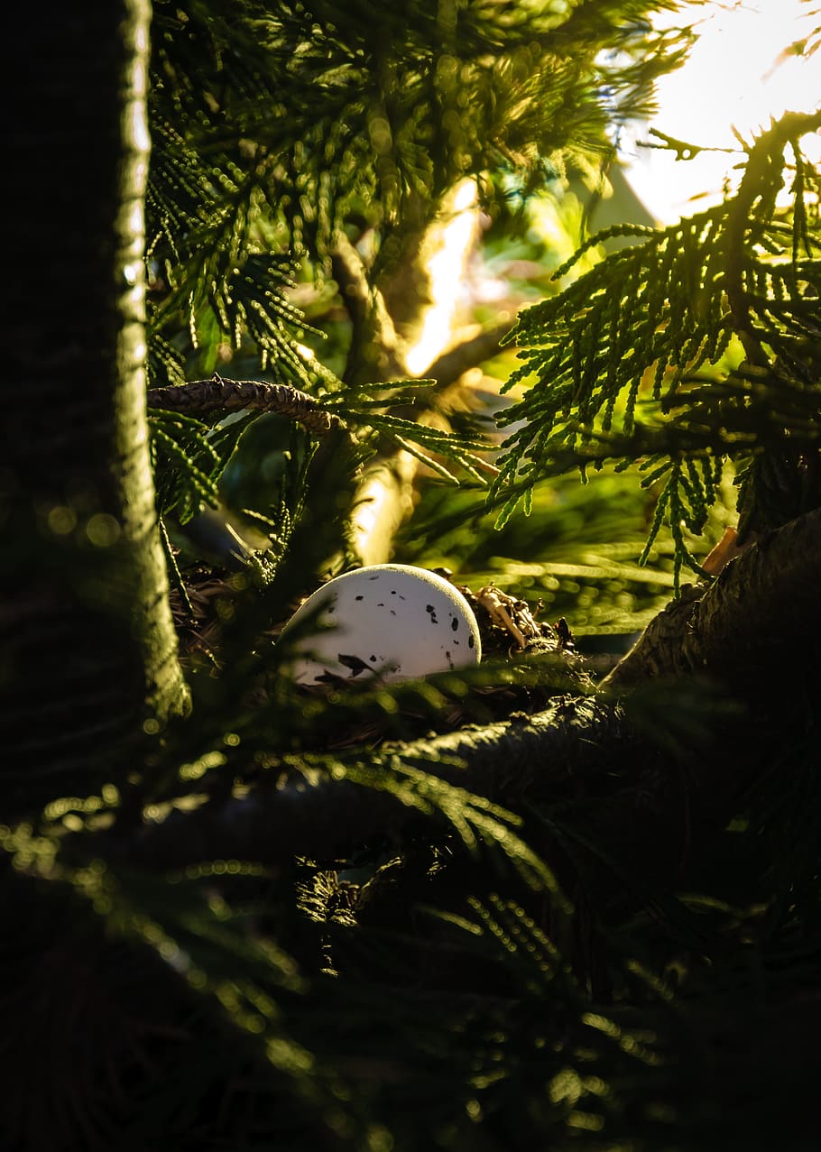 nest, egg, bush, hidden, bird's nest, sun, secret, plant, tree HD wallpaper