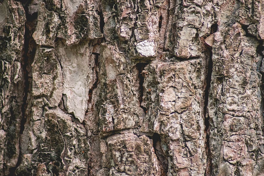 brown tree trunk, textured, full frame, backgrounds, rough, plant HD wallpaper