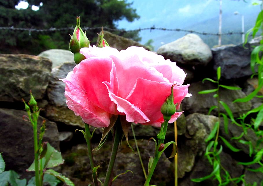 jammu and kashmir, rose, flower, india, pink, flowering plant
