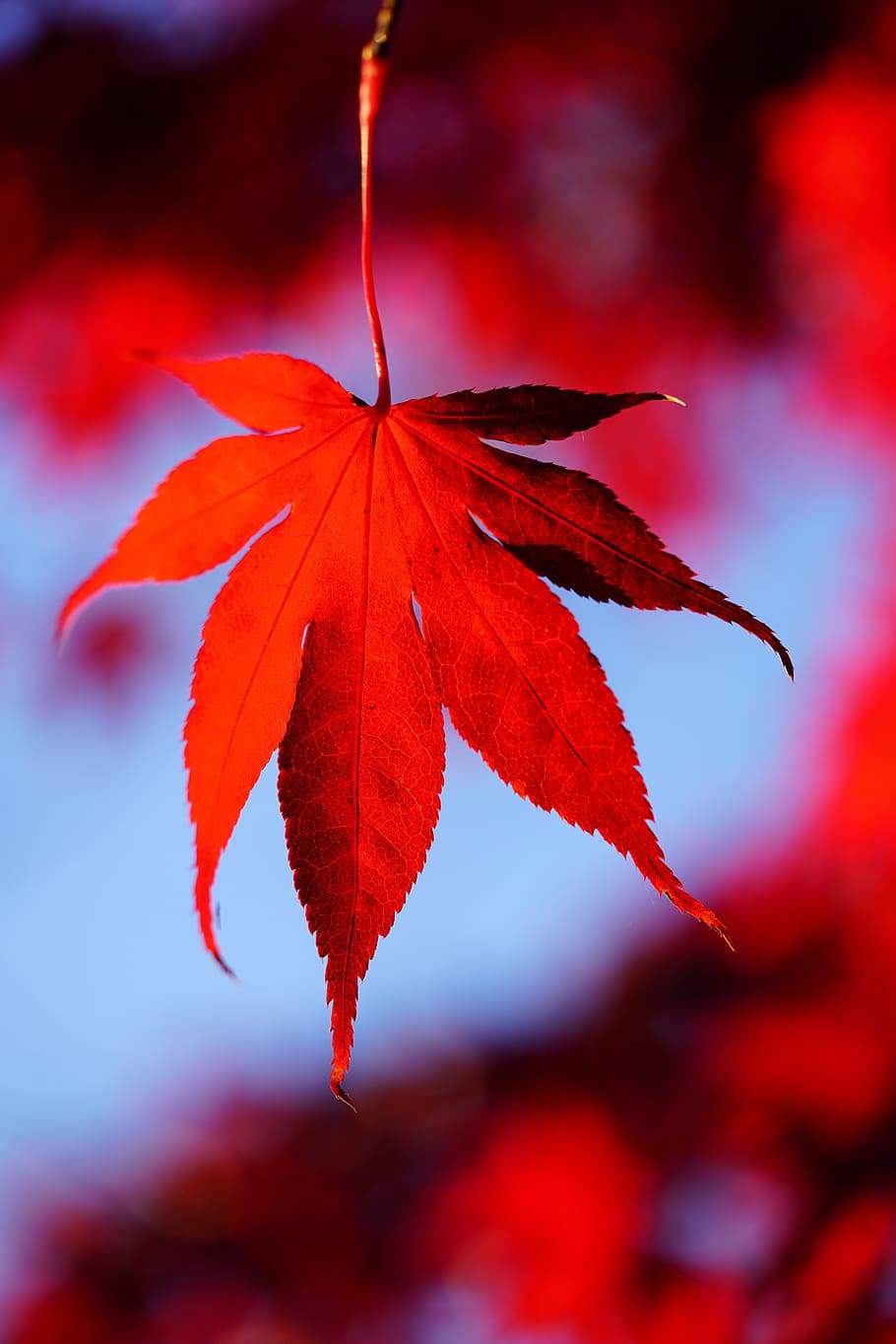 Free download Red maple leaf Wallpapers Red maple leaf Backgrounds Red  maple leaf [1920x1200] for your Desktop, Mobile & Tablet, Explore 64+ Red  Leaf Wallpaper