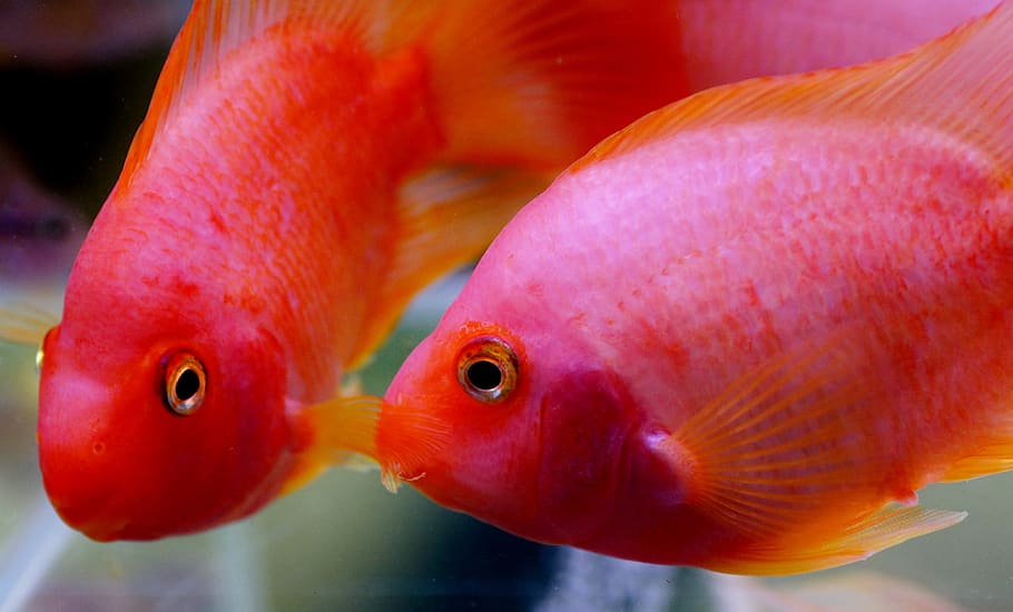 kančík, cichlida, aquarium, fish, freshwater, tropical, big lips HD wallpaper