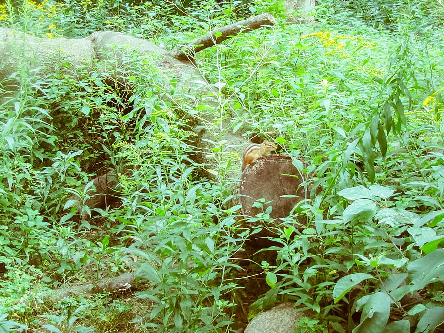 canada, toronto, squirrel, trees, forest, plant, green color HD wallpaper