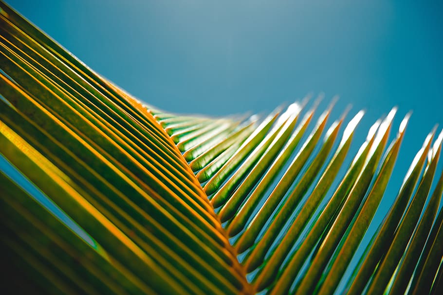 coconut, tree, leaf, nature, palm leaf, palm tree, plant part HD wallpaper
