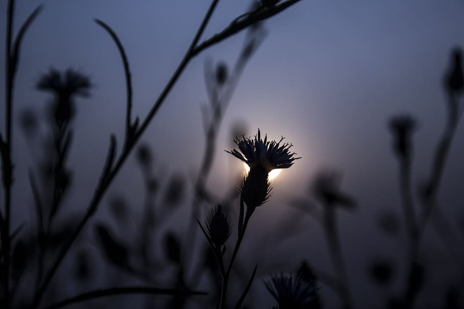 outdoors, nature, sunset, sky, flora, flower, grass, leaf, summer HD wallpaper