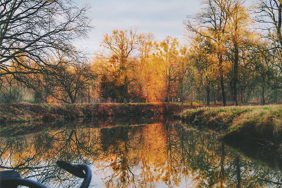 Lake Near Trees in Forest, branches, calm waters, daylight, environment HD wallpaper
