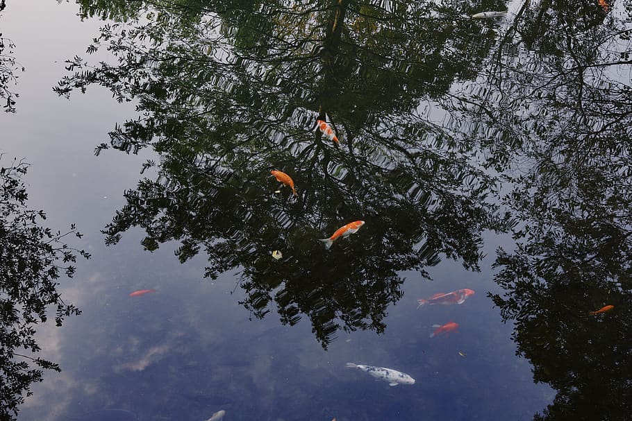 reflection, fish, water, tree, group of animals, carp, koi carp HD wallpaper