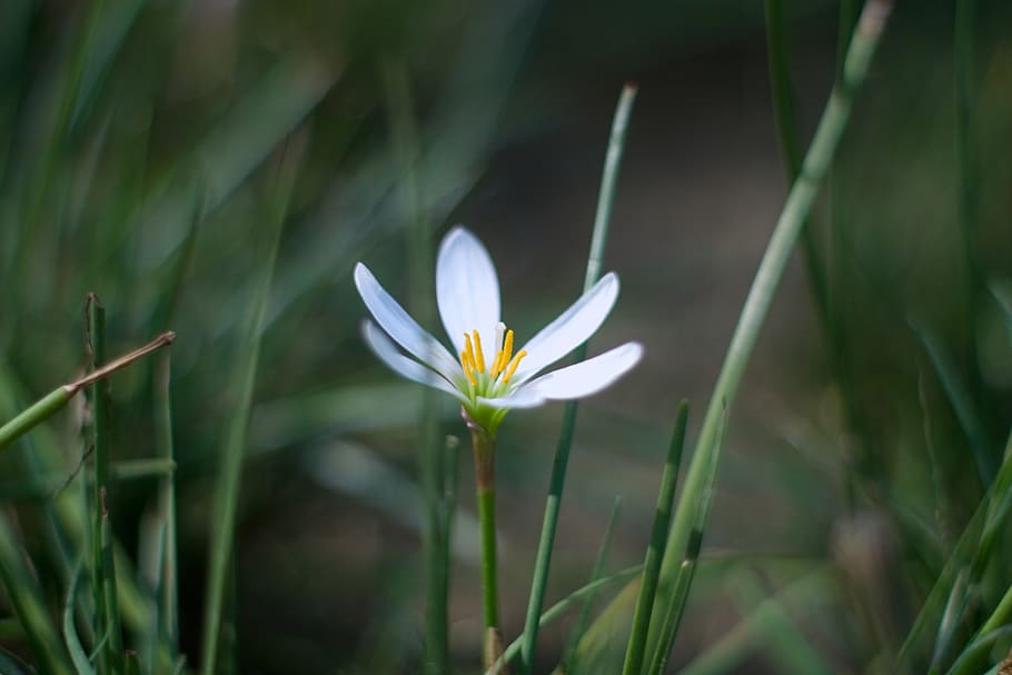 spring, white, wallpaper, bokeh, sony, old, vintage, takumar HD wallpaper