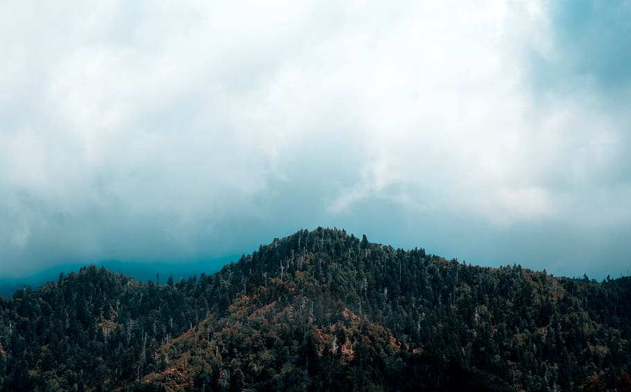 trees on mountain under cloudy sky, plant, fir, abies, nature HD wallpaper