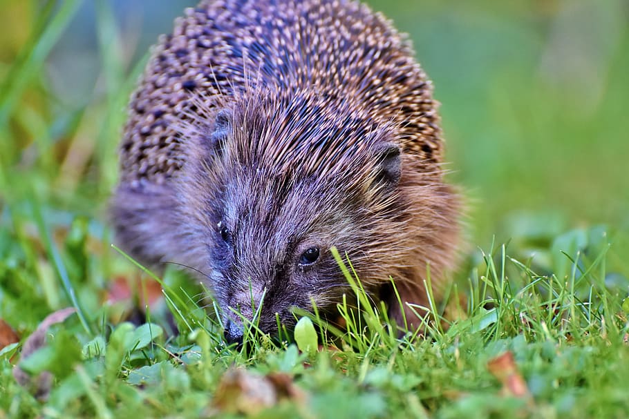 hedgehog, spur, hannah, foraging, nocturnal, cute, animal, prickly HD wallpaper