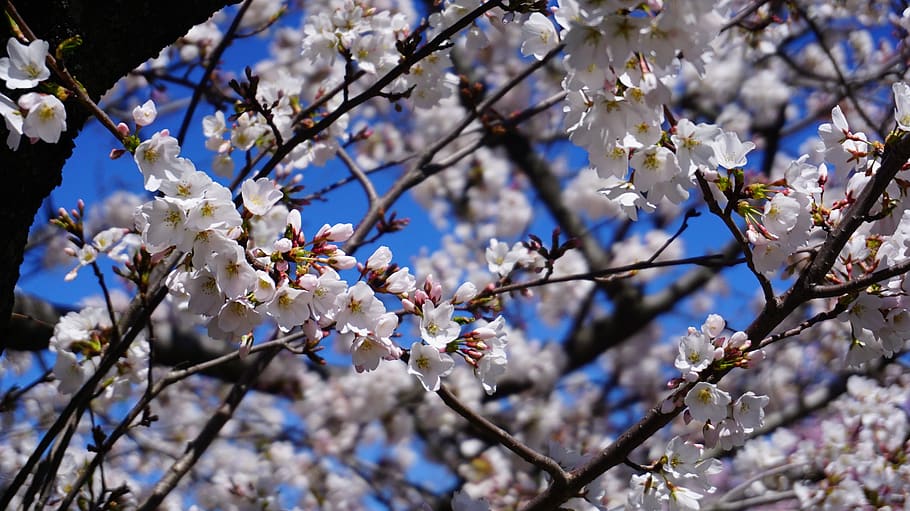 cherry blossom, tree, spring, pink, bloom, flowers, branch HD wallpaper