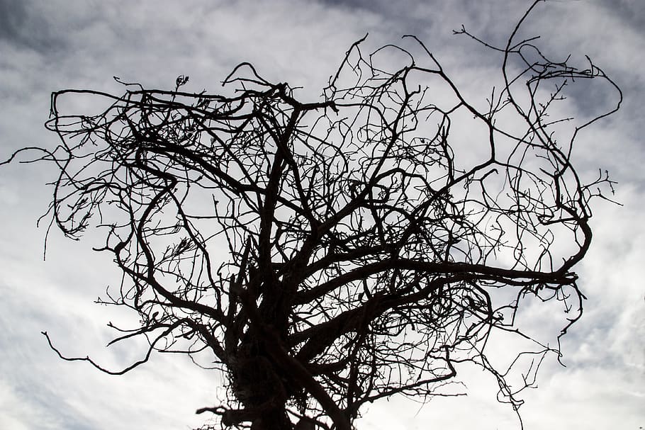 tree, winter, trees, landscape, scenic, cold, nature, art nouveau HD wallpaper