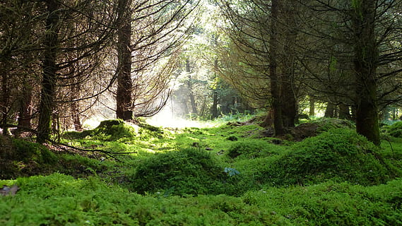 forest, light, moss, trees, nature, magic, path, away, fog HD wallpaper