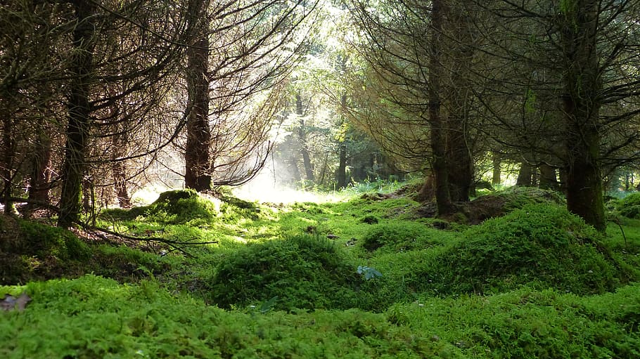 forest, light, moss, trees, nature, magic, path, away, fog HD wallpaper