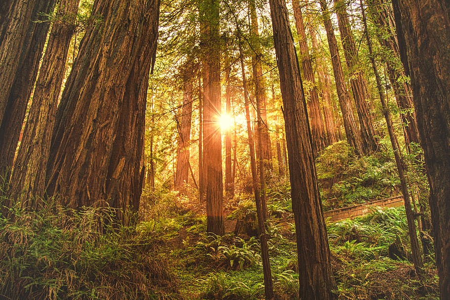 green leafed trees, forest, plant, land, beauty in nature, tranquility HD wallpaper