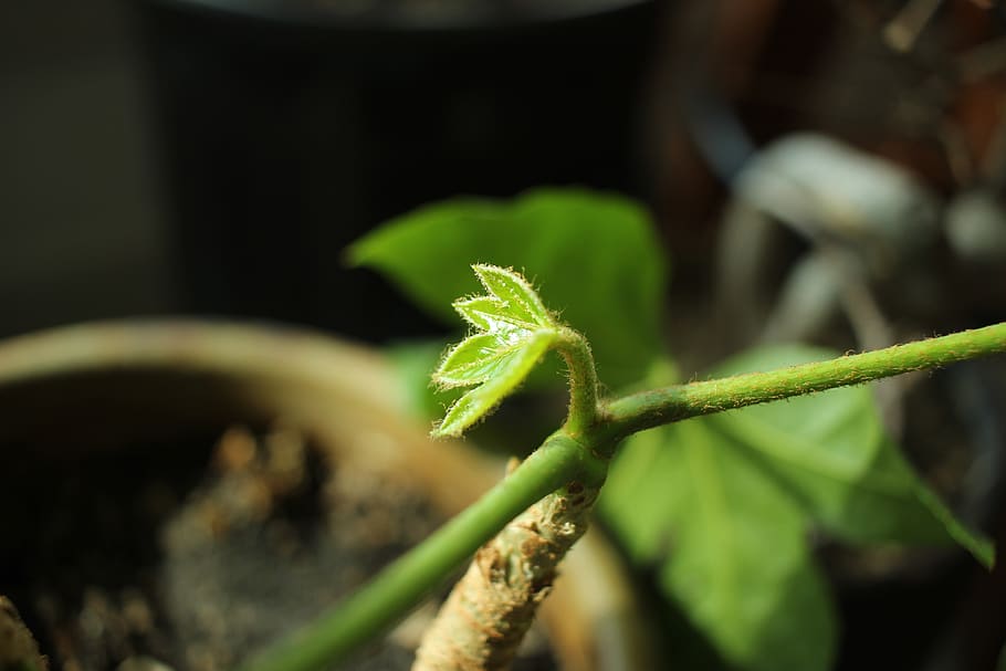 focus, plant, leaf, green, background, natural, silent, growth, HD wallpaper