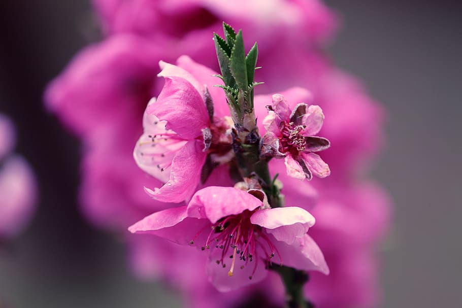 HD wallpaper: peach blossom, prunus persica, peach tree, pink, flowers