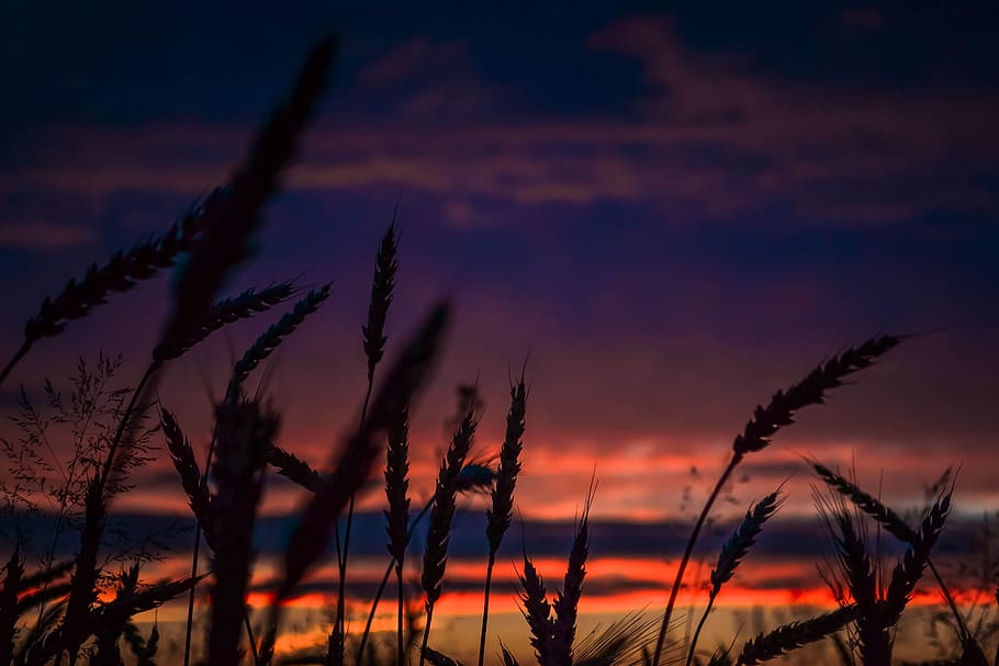 Silhouette of Wheats during Dawn in Landscape Photography, backlit HD wallpaper
