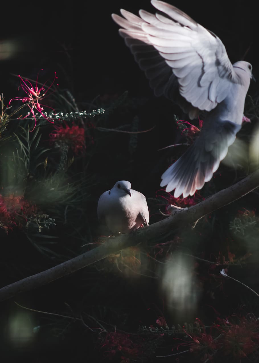 dove, bird, flight, nature, background, animal themes, vertebrate HD wallpaper