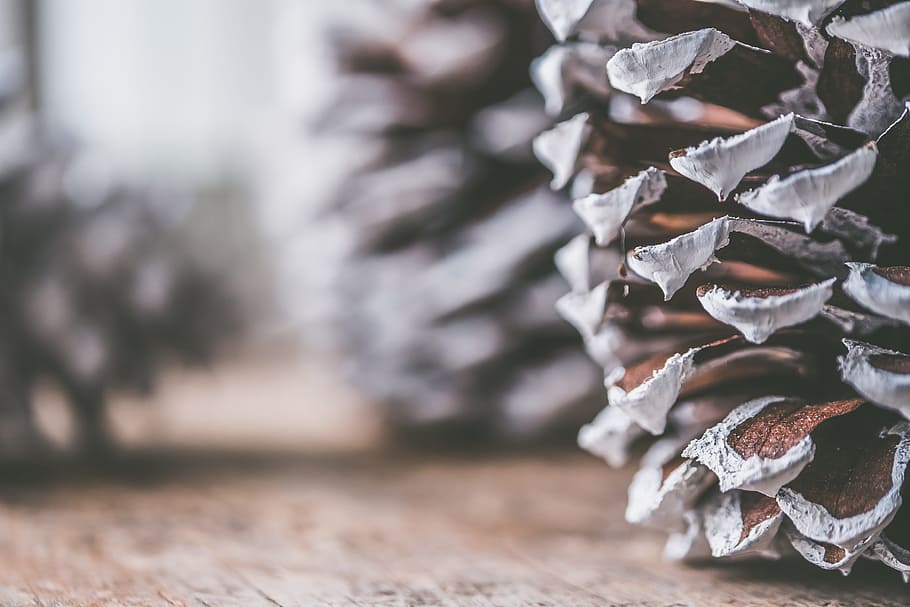 Brown and Gray Decorative Pine Cone, background, blur, blurred background HD wallpaper