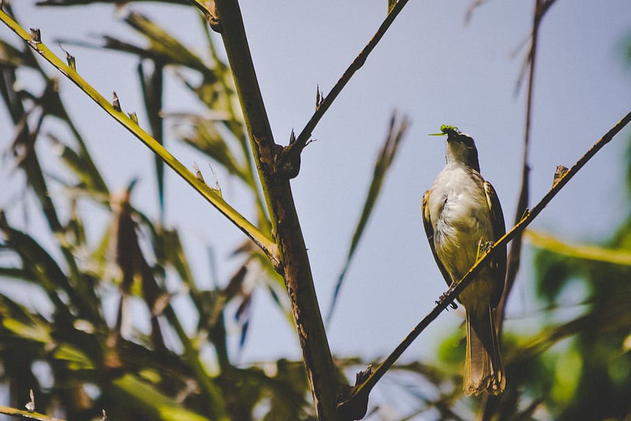 philippines, boac, lupac, birds, insect, wildlife, photography HD wallpaper