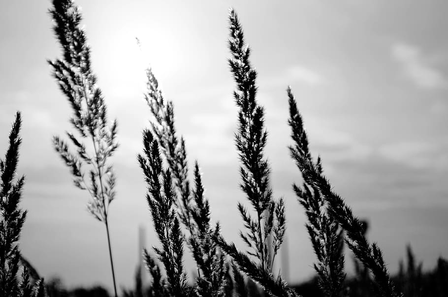 nature, bw, growth, plant, sky, tranquility, beauty in nature HD wallpaper