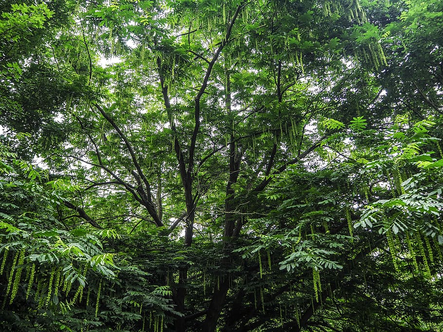 tree, trees, big, huge, leaves, branches, nature, photography HD wallpaper