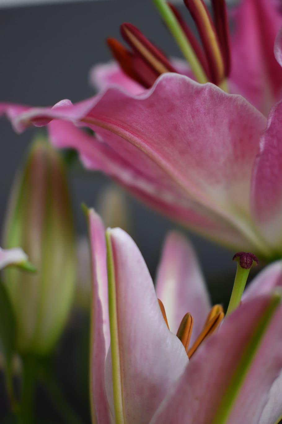 flower, macro, pink, green, plant, blossom, bloom, flowers HD wallpaper