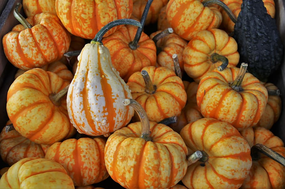 pumpkins, yellow, in the fall, seasonal, decoration, food, eat, HD wallpaper