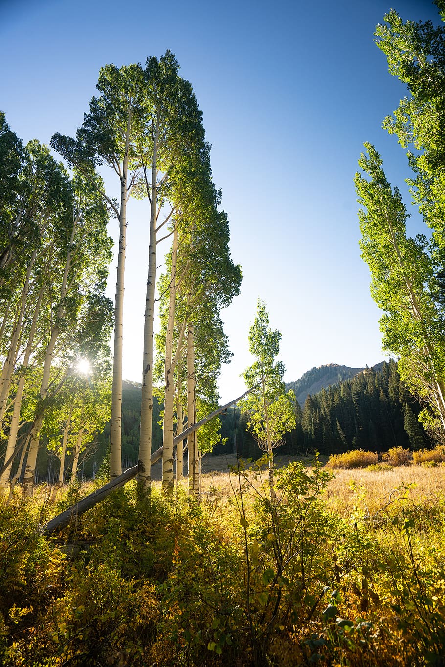 green trees in forest, plant, outdoors, nature, vegetation, grassland HD wallpaper