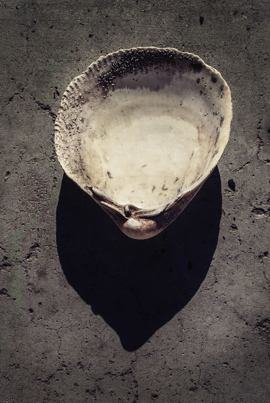 shell, seashell, shadow, light, still life, texture, no people HD wallpaper