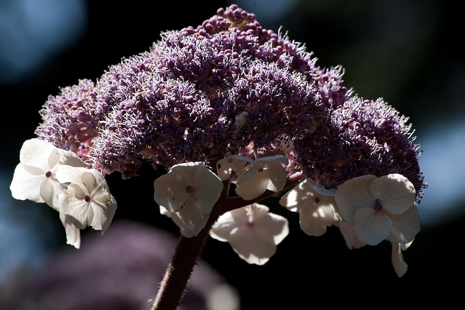 velvet, hydrangea, fresh, flower, nature, fragrance, garden HD wallpaper