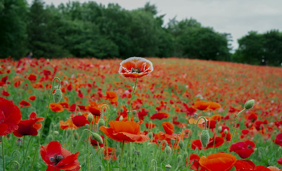 green, summer, outside, red, one, alone, nature, flowers, poppy HD wallpaper