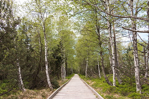 trees, forrest, blackforrest, schwarzwald, germany, german forrest HD wallpaper