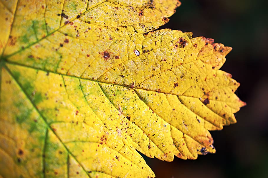 leaf, leave, close up, yellow, green, red, veins, plant part HD wallpaper