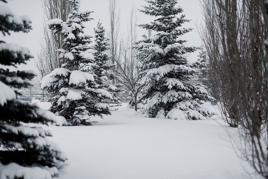 snow covered pine trees, plant, abies, fir, nature, outdoors HD wallpaper