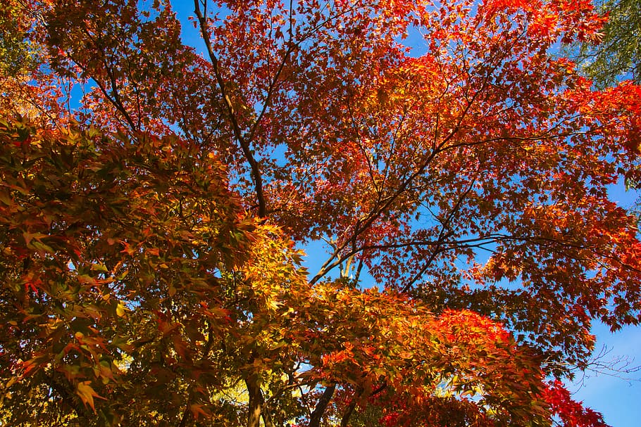 fall, color, tree, autumn, red, leaves, change, plant, beauty in nature HD wallpaper