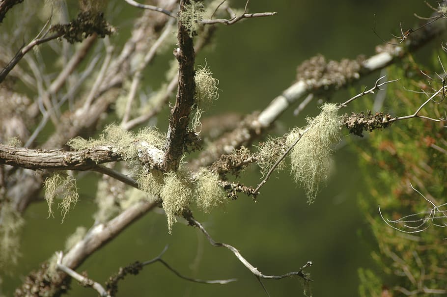 weave, branches, nature, plant, wood, fouling, close up, tree HD wallpaper