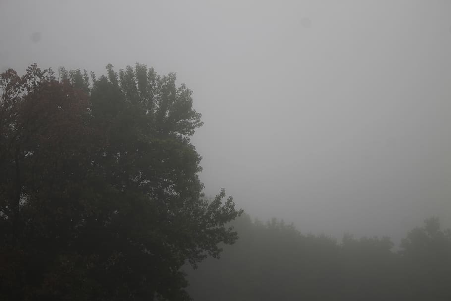 tree, plant, fog, tranquility, beauty in nature, sky, tranquil scene HD wallpaper