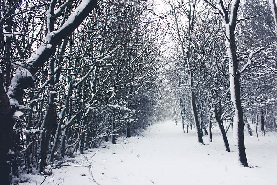 snow-covered leafless trees, winter, cold temperature, plant HD wallpaper
