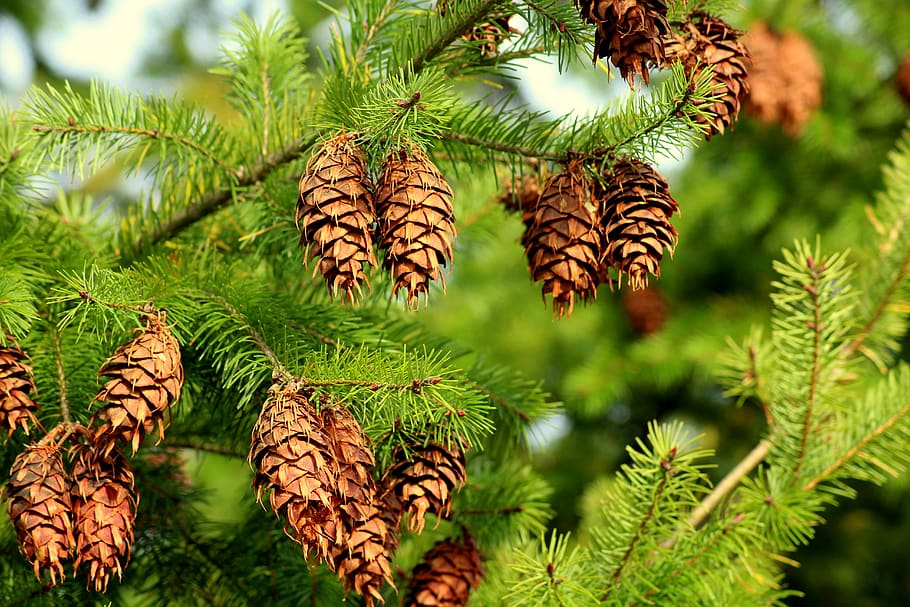 spruce, cones, needle, tree, coniferous, green, sprig, plant HD wallpaper