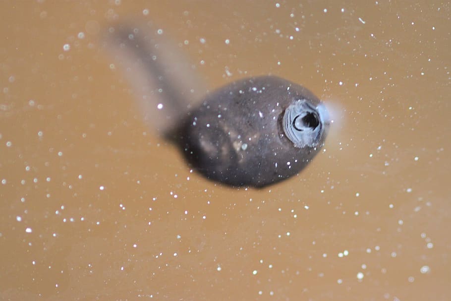 tadpole, eating, water, frog, one animal, animal themes, animal wildlife HD wallpaper