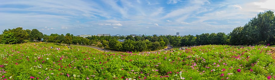 japan, tachikawa-shi, showa kinen park, cosmos bipinnatus, plant, HD wallpaper