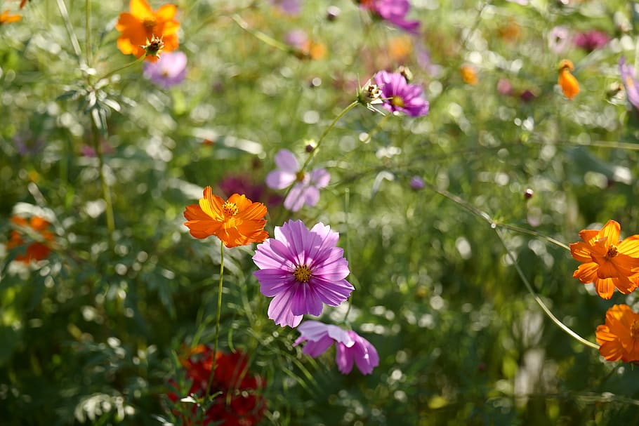 flower, beatiful, summer, nature, purple, green, violet, colorful HD wallpaper